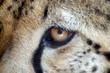 oko geparda