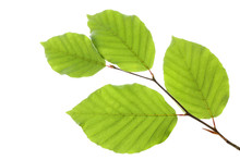 Beech Leaves Isolated On White Background, , Including Clipping Path, Germany