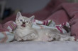 © Gesielle Grüttner - Gatinho branco fazendo careta