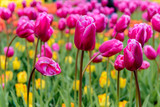 Fototapeta  - Tulip garden in Lisse, The Netherlands