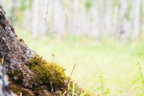 Fotografía Amazing blur scenic wild nature pastel green yellow background selective focus