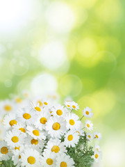 Wall Mural - Daisy colorful flowers summer vertical background