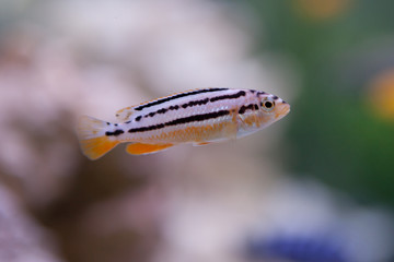 Sticker - Melanochromis auratus. Cichlid fish from lake malawi.