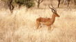 © Marcello - antilope