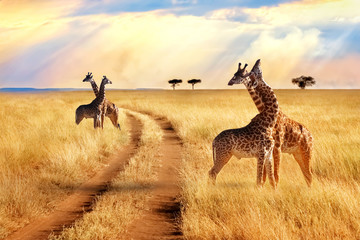 group of giraffes near the road in the serengeti national park. sunset background. african safari.