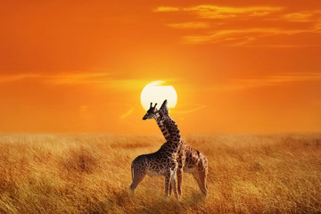 Wall Mural - giraffes in the serengeti national park. africa. tanzania. sunset background.