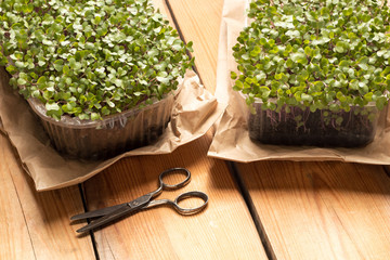 Wall Mural - Broccoli and kale microgreens with scissors on a table