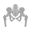 Fragment of the structure of the human skeleton. Pelvic girdle and thighs. Silhouette. Icon. Sign.