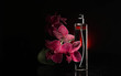 perfume, spark, cosmetic, aroma, fashion, fresh, drops, orchid flowers