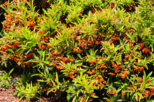 Pyracantha Bushes With Orange Colored Berries