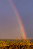 Fototapeta Tęcza - Rainbow over Crooked Tree