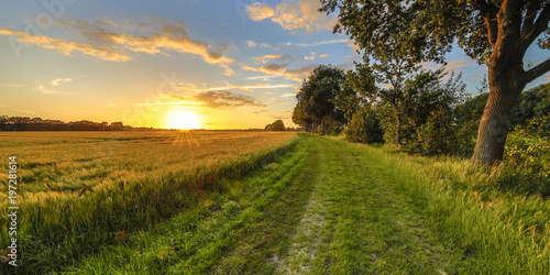 Fotomural  Wheat field along old oak track