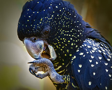 Australian Black Cockatoo In Close Up