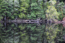 Water Reflections On The Still Waters Of The Gordon River In Tasmania