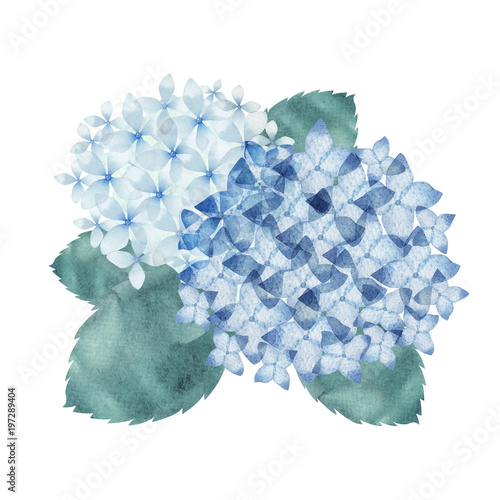 紫陽花 青 水彩 イラスト Buy This Stock Illustration And Explore Similar Illustrations At Adobe Stock Adobe Stock 紫陽花 青 水彩 イラスト Buy This Stock Illustration And Explore Similar Illustrations At Adobe Stock Adobe Stock