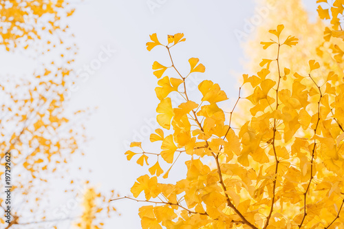 黄色く色ついた銀杏 Buy This Stock Photo And Explore Similar Images At Adobe Stock Adobe Stock