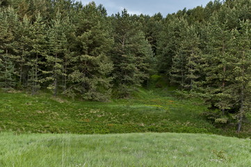 Wall Mural - Landscape of early summer nature with green glade, fragrant blossom  wildflower and  forest,  Plana mountain, Bulgaria   