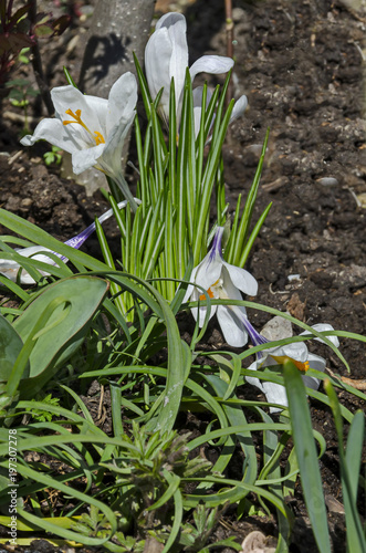 Fotografie, Obraz Art beautiful spring white crocus flowers in the garden, Sofia, Bulgaria