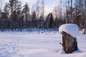 Nice view of lonely stump covered with snow in winter forest with pine trees, snow field and cloudy blue sky background.