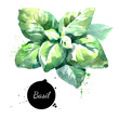 Watercolor basil leaves Isolated eco food  illustration on white background