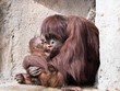 Bornean Orangutan Mother and Baby