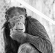 Chimpanzee Chimp Primate Sitting Thinking