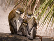 Guenon Monkey Family