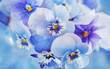 Photo of a beautiful purple pansy flowers close-up on a blue background. Beautiful and delicate flowers.