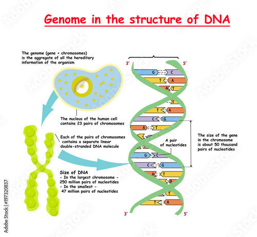 Genome in the structure of DNA. genome sequence. Telomere is a ...