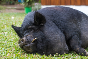 guinea hog laying in grass