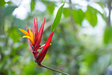 Red Flower In Rainforest