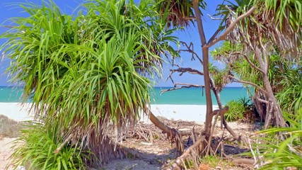 Wall Mural - Exotic tropical plants on sandy beach of sea coast with blue sky and ocean water