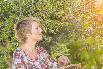 Wall Mural - Beautiful young blonde woman in a checkered dress harvesting olives on a sunny day