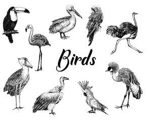 Wall Mural - Big set of hand drawn sketch style birds isolated on white background. Vector illustration.