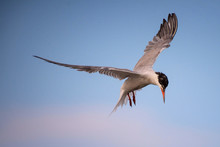 Common Tern In Flight (sterna Hirundo)