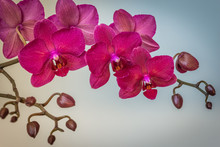 Magenta Orchid Branche On Blue Background