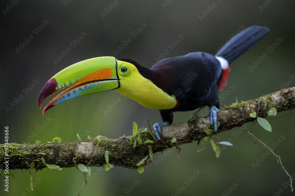 Keel-billed Toucan - Ramphastos sulfuratus, large colorful toucan from Costa Rica forest with very colored beak.