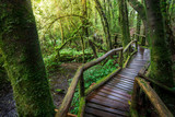 Fototapeta Dziecięca - Beautiful rain forest at ang ka nature trail in doi inthanon national park, Thailand
