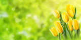 Spring tulip flowers