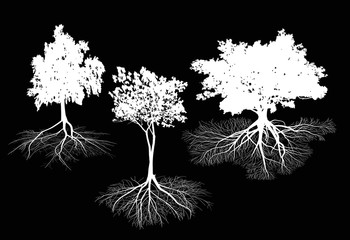 Wall Mural - three isolated on black trees with roots silhouettes