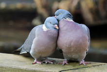 Wood Pigeons In Love