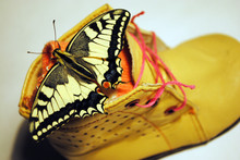 Tiger Swallowtail Butterfly Sitting On Children's Leather Brown Boot With Pink Lace And Sock, Top View,  Soft Bokeh Background