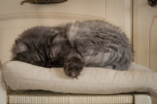 Grey Persian Cat Sleeps On Beije Pillow Cute