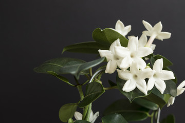 Jasmine flower plant with green leafs on black background