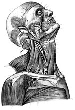 Vintage Anatomy Portrait Illustration Black And White