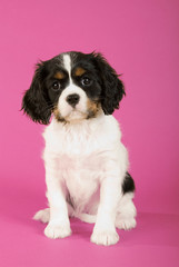 Poster - Sitzender Cavalier King Charles Welpe auf rosa Hintergrund