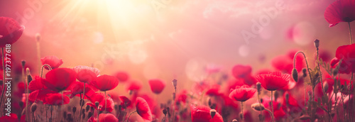 Poppies