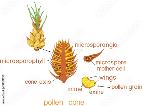 Structure of male pollen cone of Pinus and yellow pollen grain with