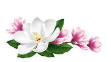 Pink And White Magnolia Flowers. Realistic Hand Drawn Vector Brush Illustration Isolated On White Background.