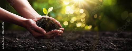 Cuadros en Lienzo Plant in Hands. Ecology concept. Nature Background